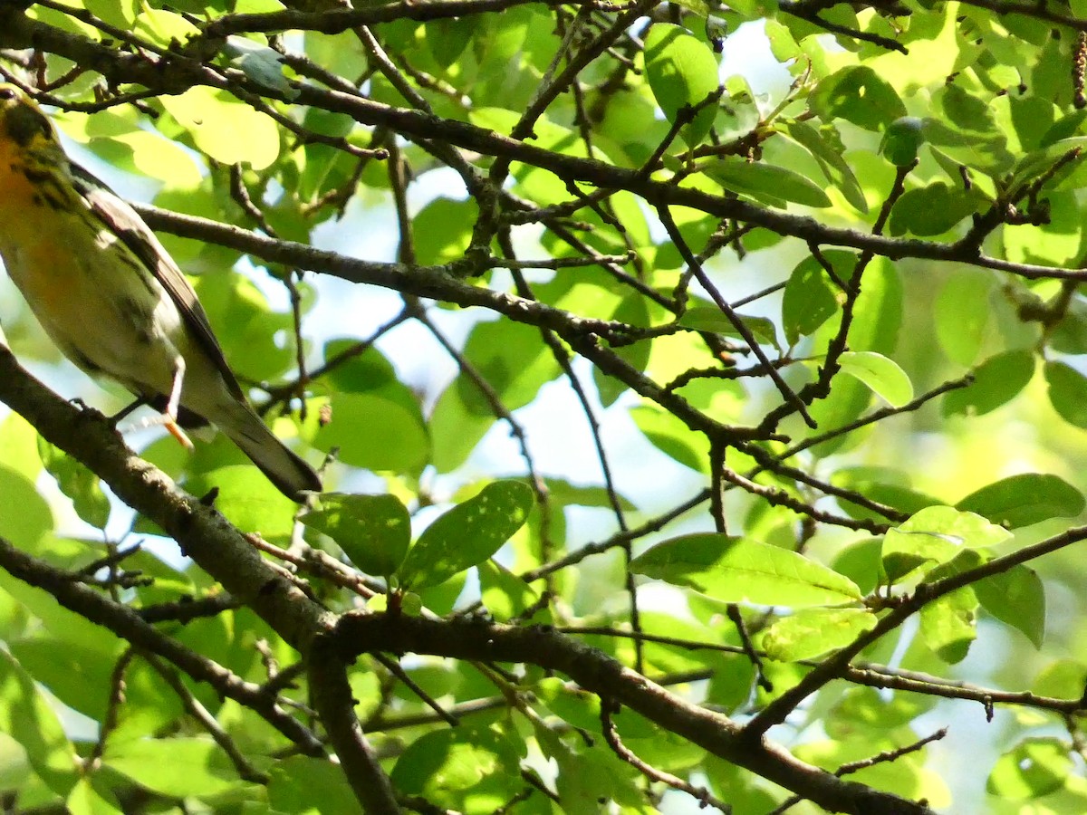 Blackburnian Warbler - A L Frye