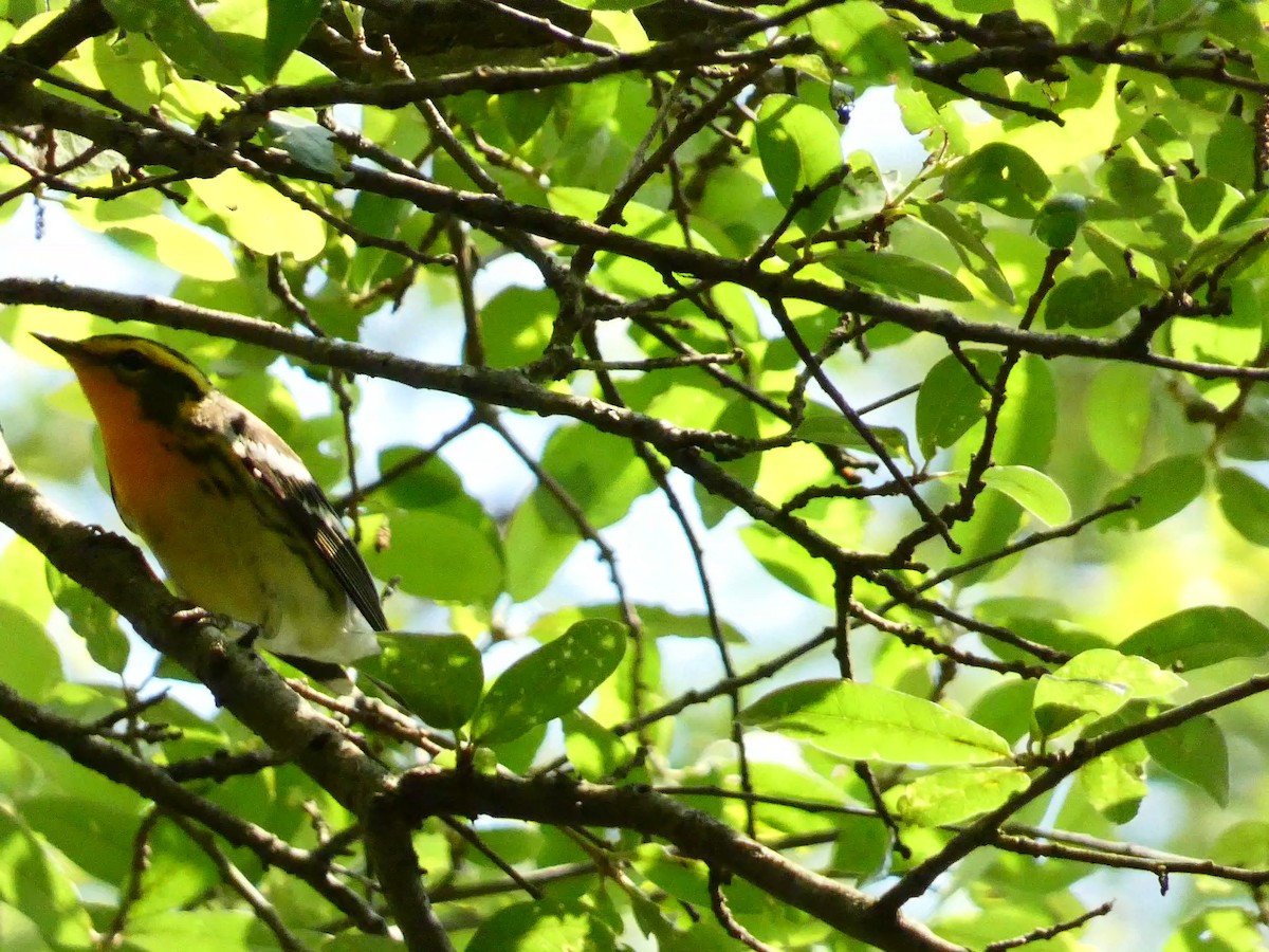 Blackburnian Warbler - A L Frye
