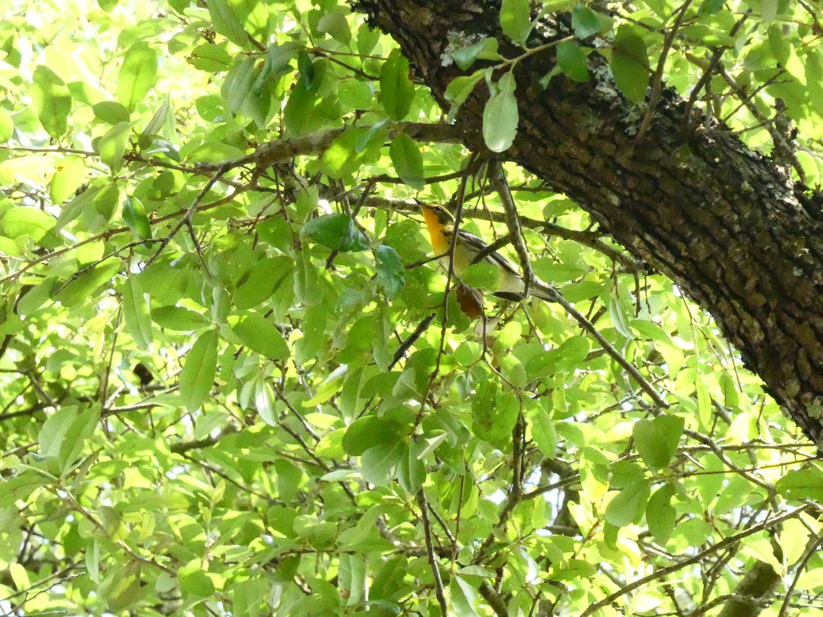 Blackburnian Warbler - A L Frye