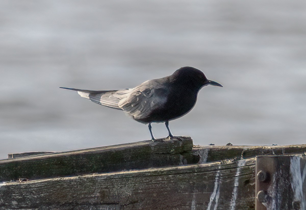 Black Tern - Ward Ransdell