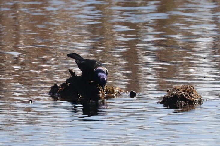 Common Grackle - A. Gary Reid