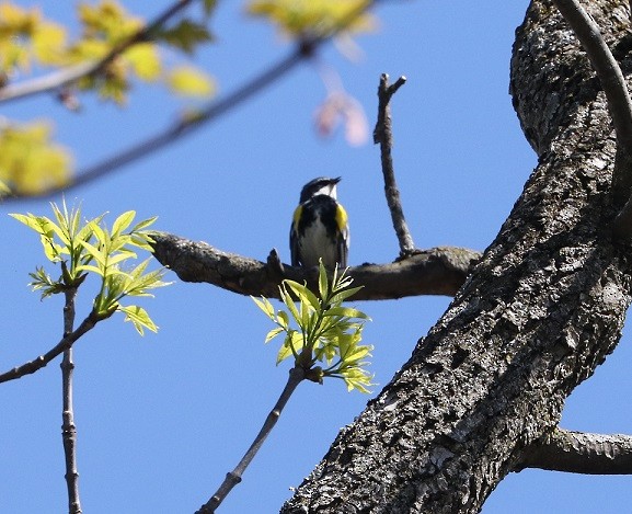 Yellow-rumped Warbler - A. Gary Reid