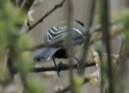 Eurasian Blue Tit - Josef Trojan