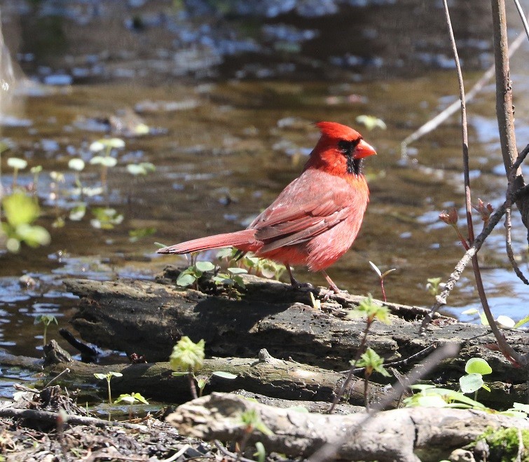Northern Cardinal - A. Gary Reid