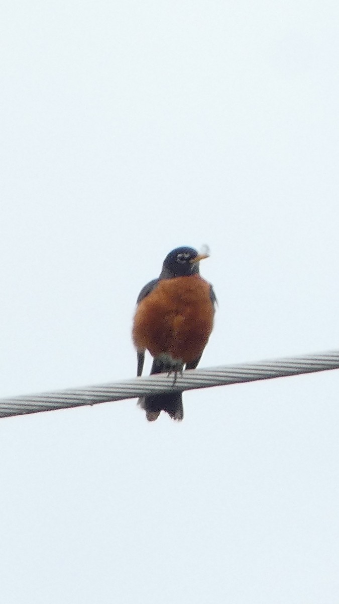 American Robin - Sarah Bowman