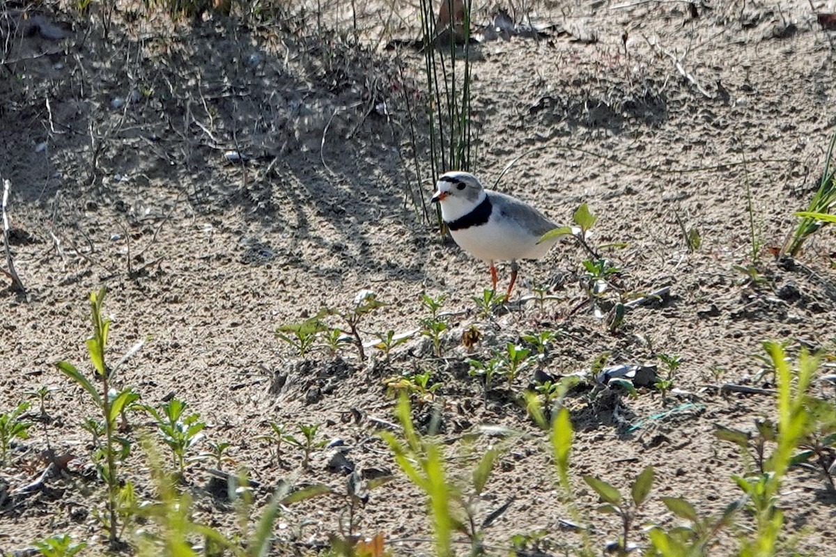 Piping Plover - ML619406389