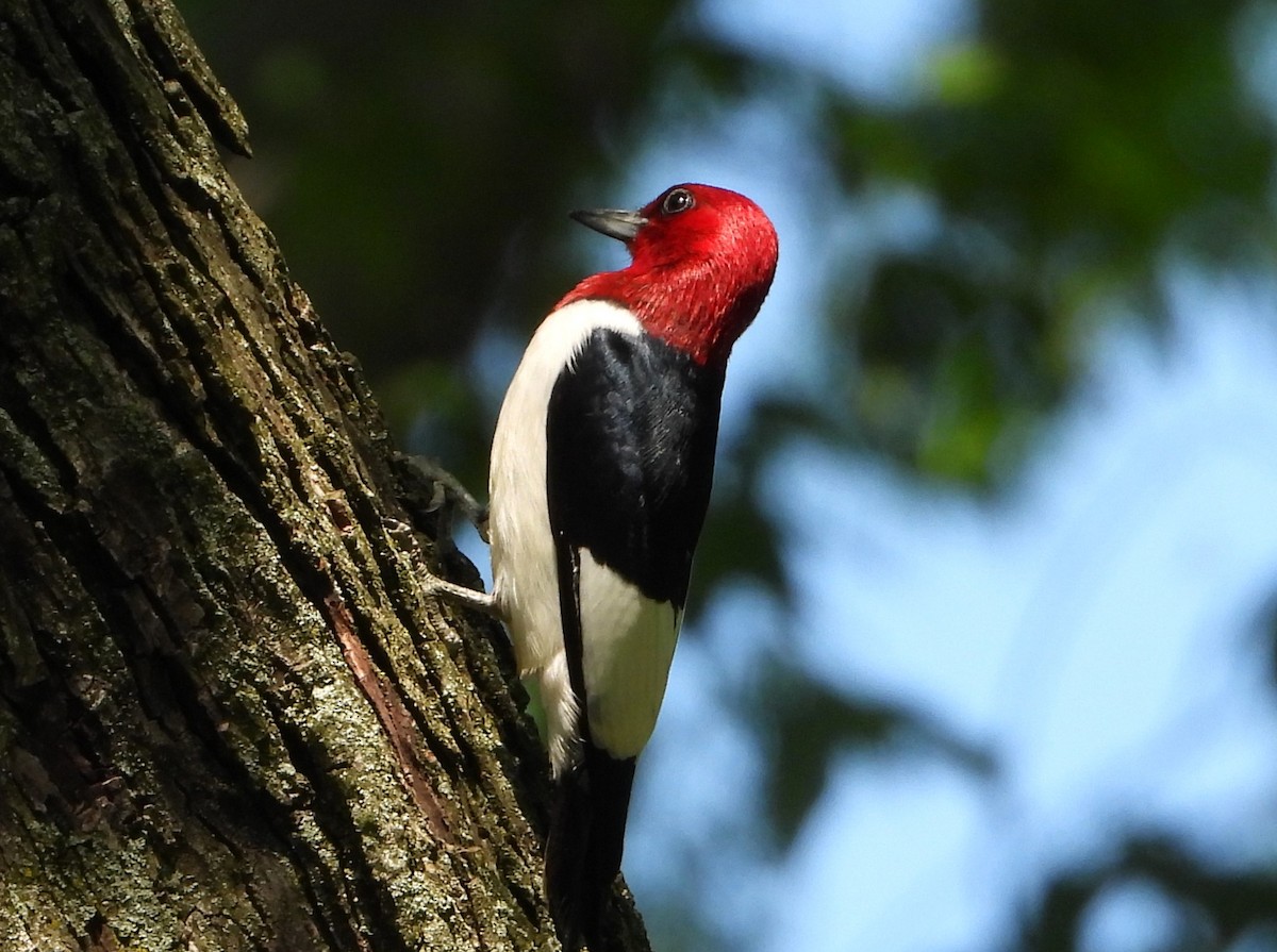 Red-headed Woodpecker - Ken Vinciquerra