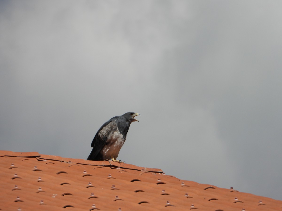 Black-chested Buzzard-Eagle - Laura Rosas