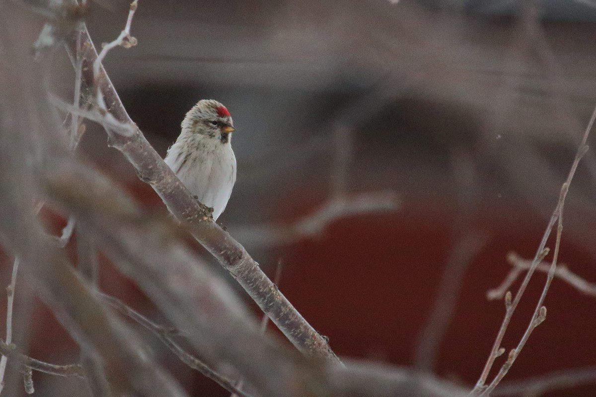 Common Redpoll - Juan Carlos Albero