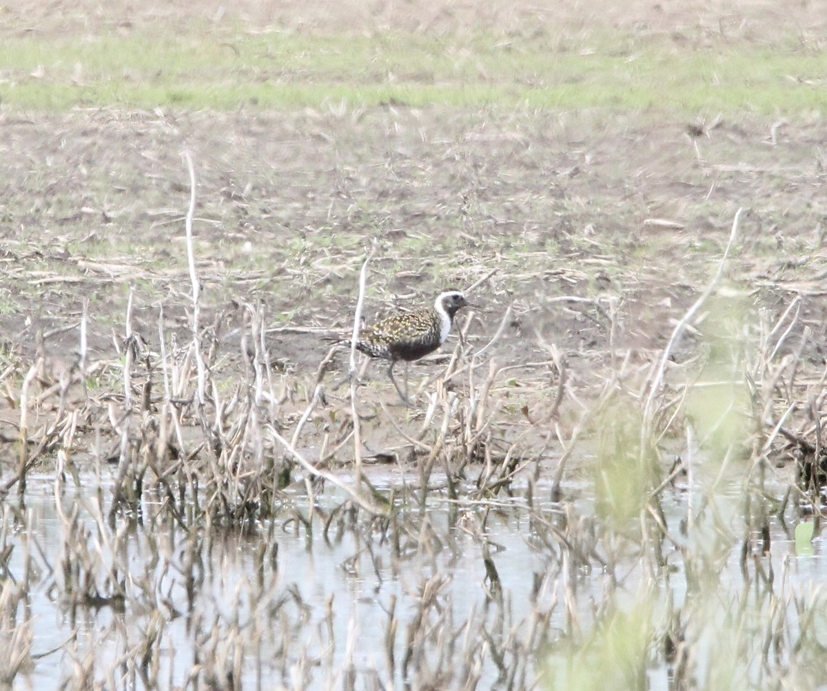 American Golden-Plover - ML619406415