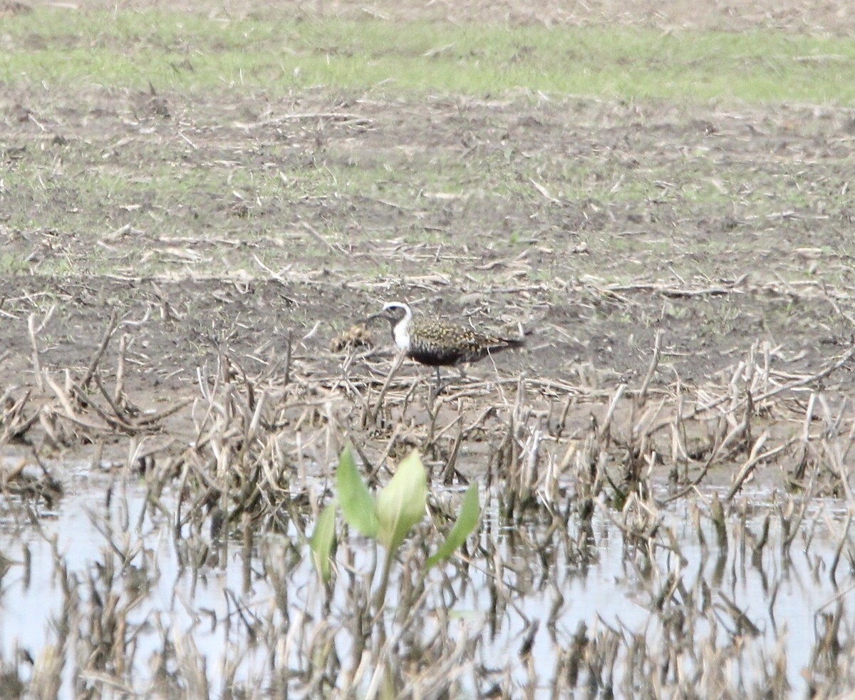 American Golden-Plover - ML619406416