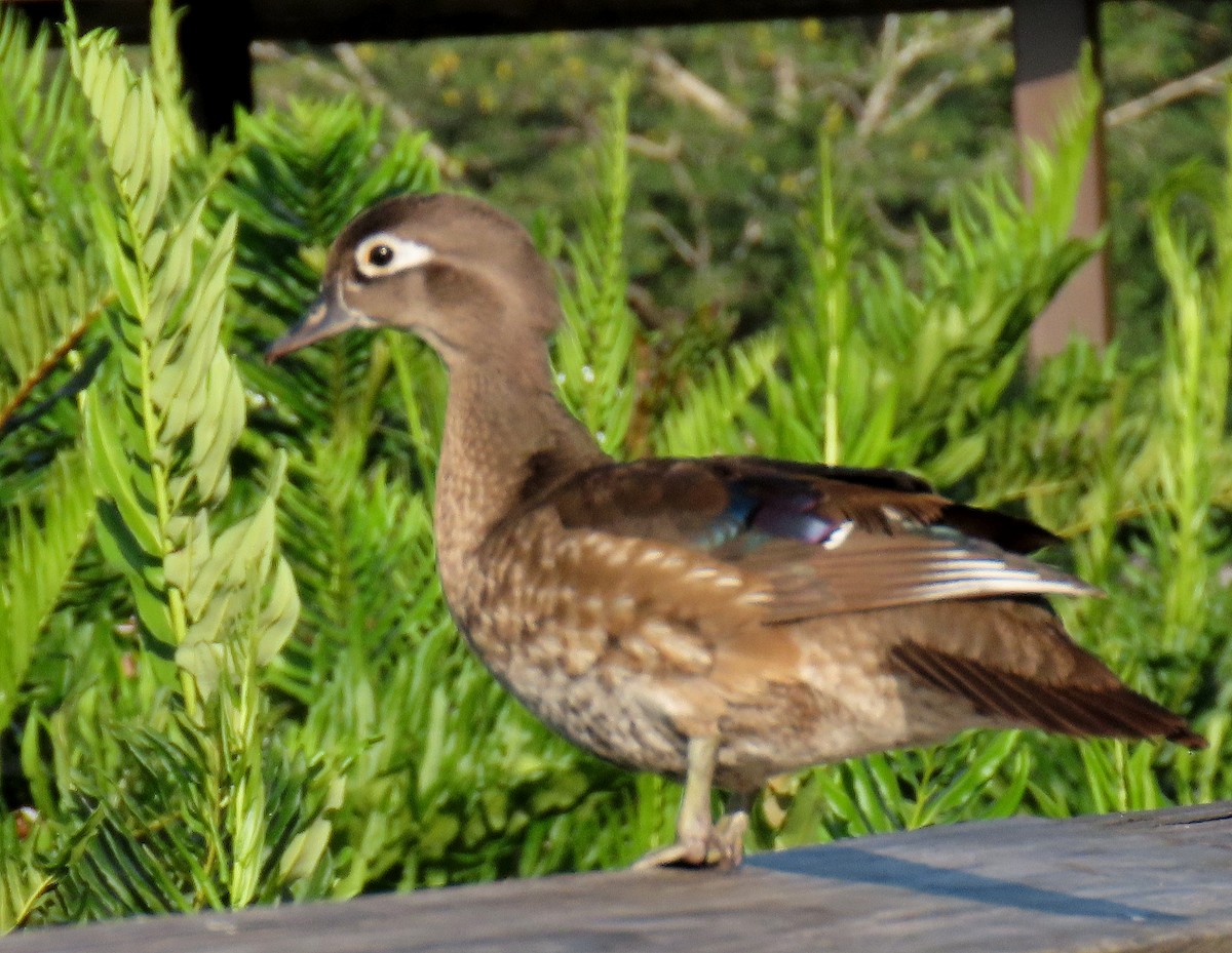 Wood Duck - Linda  Fell