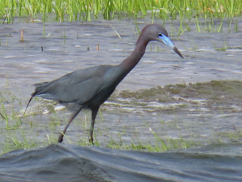 Little Blue Heron - Karen Lebing