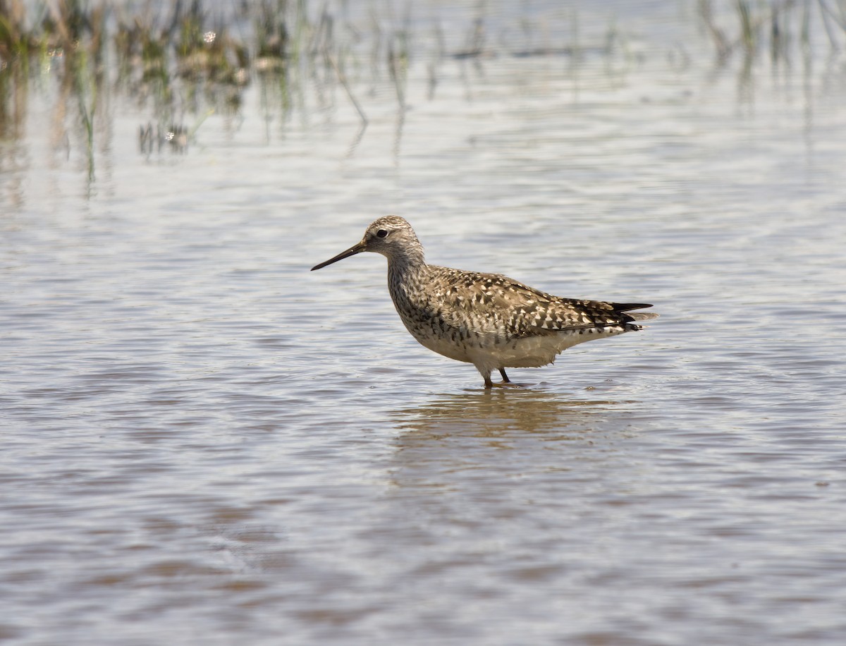 Greater Yellowlegs - Wayne Gillatt