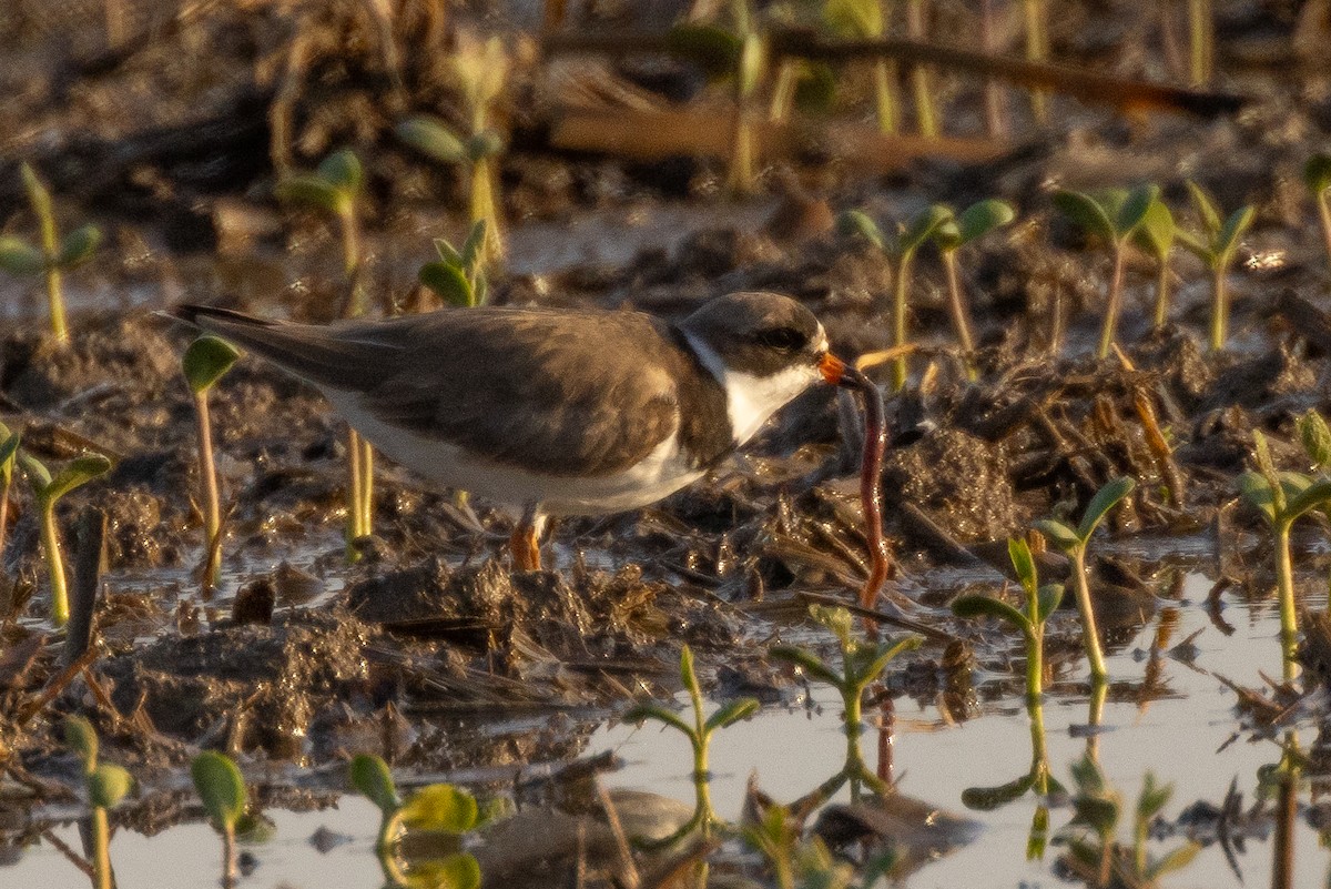 Semipalmated Plover - ML619406460