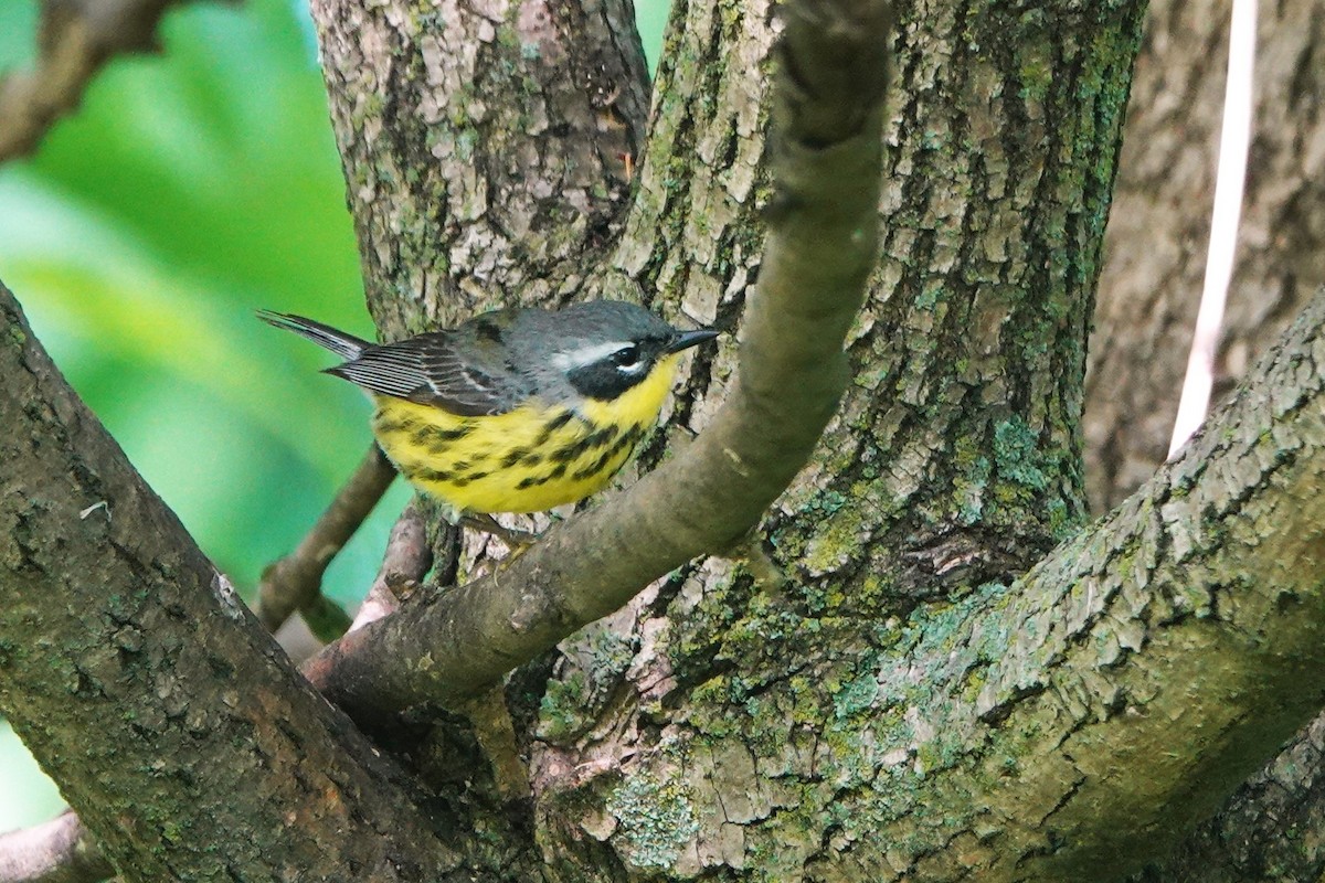 Magnolia Warbler - Lin McGrew