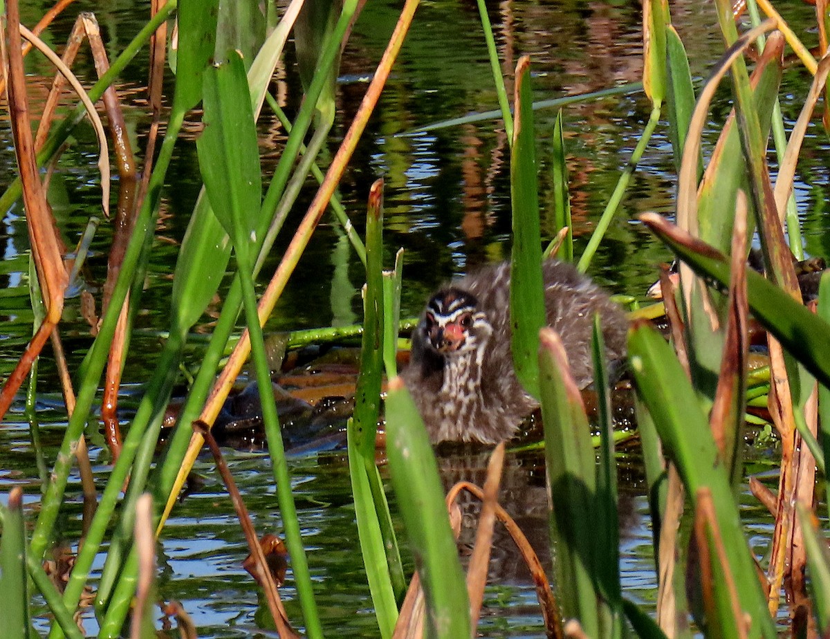 Pied-billed Grebe - Linda  Fell