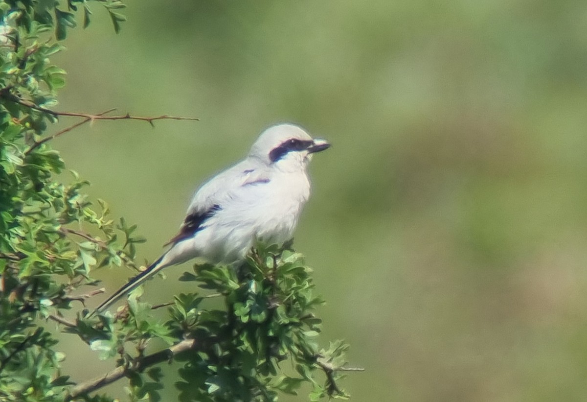 Great Gray Shrike (Steppe) - Theo de Clermont