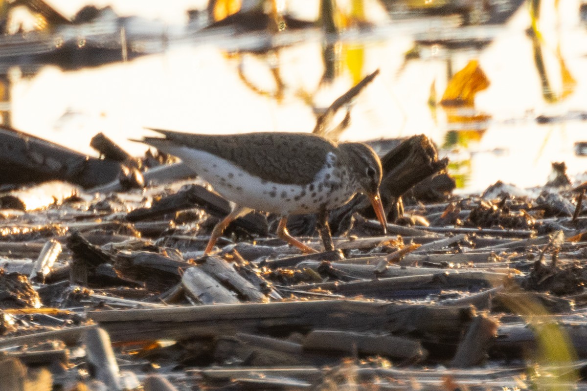 Spotted Sandpiper - Rod Wilson