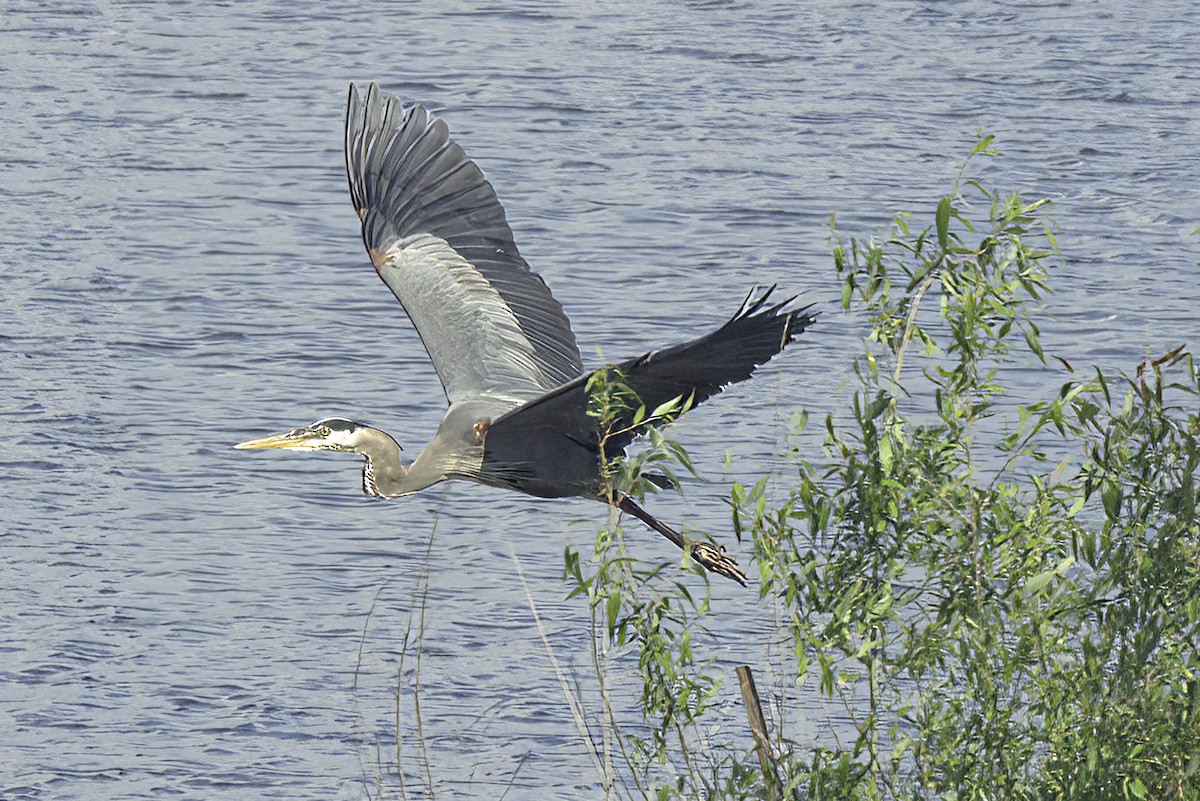 Great Blue Heron - Jim Tonkinson