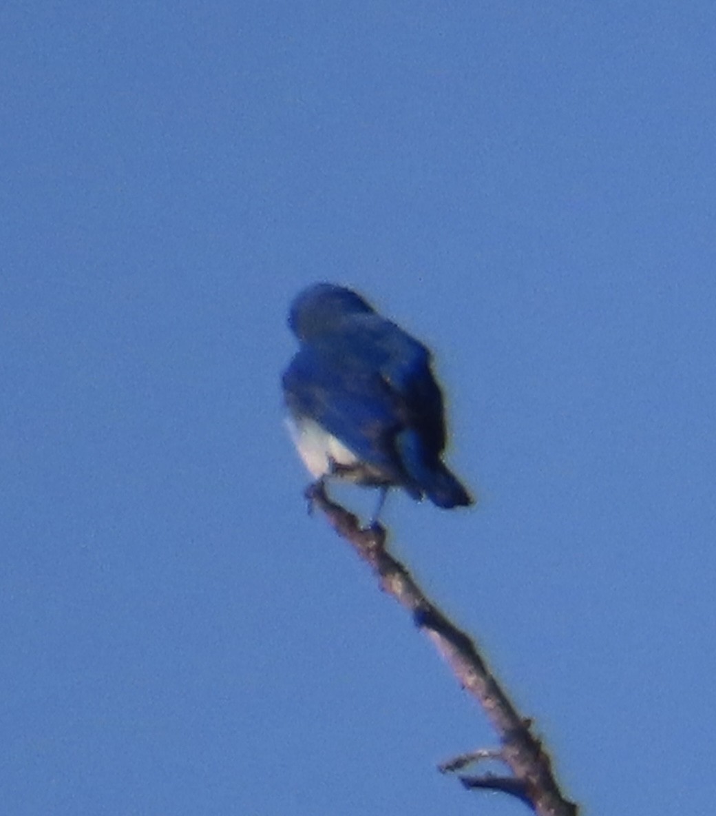 Mountain Bluebird - Mohini Rawool-Sullivan