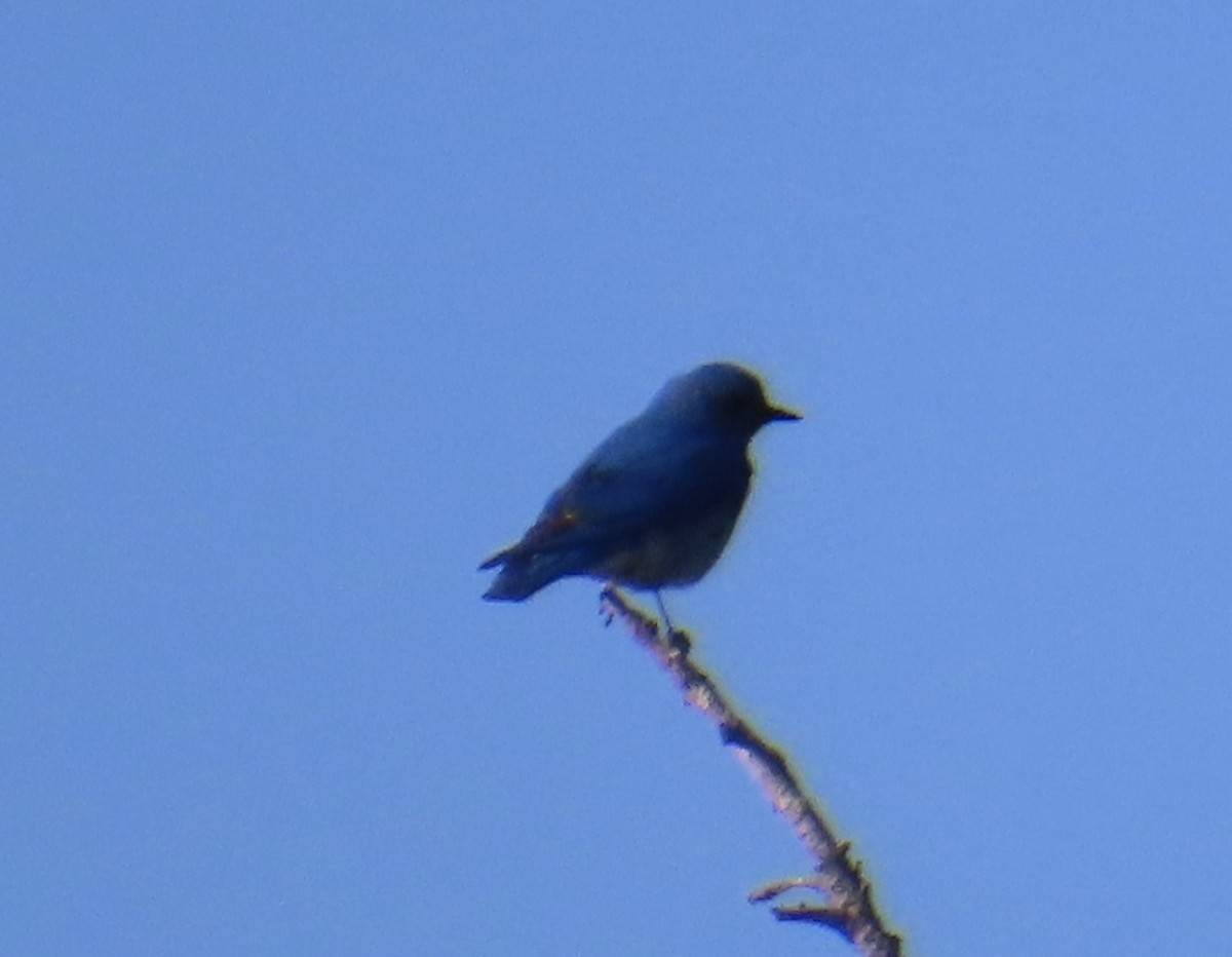 Mountain Bluebird - Mohini Rawool-Sullivan