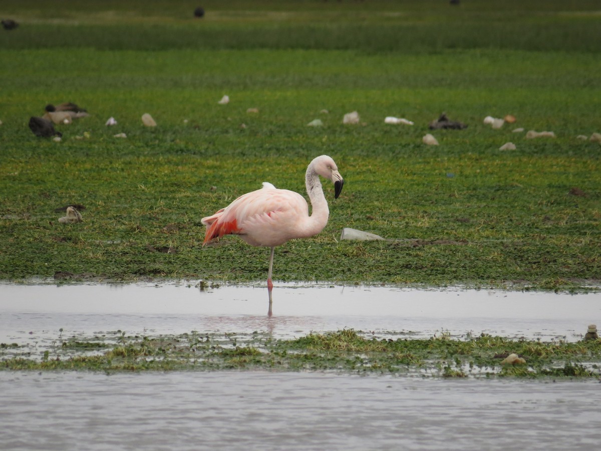 Chilean Flamingo - Kevin Jiménez Gonzáles