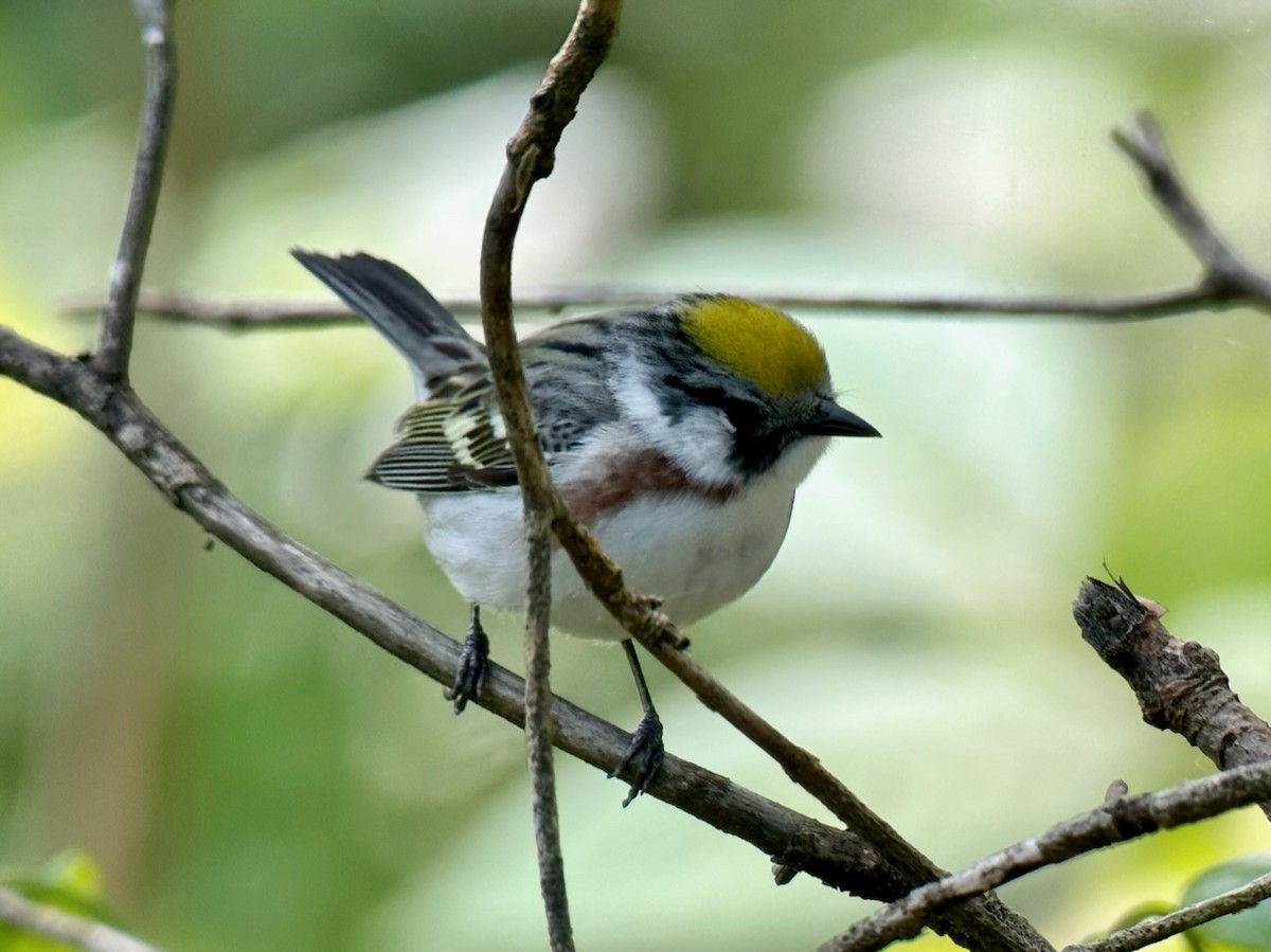 Chestnut-sided Warbler - Jeff Bouton