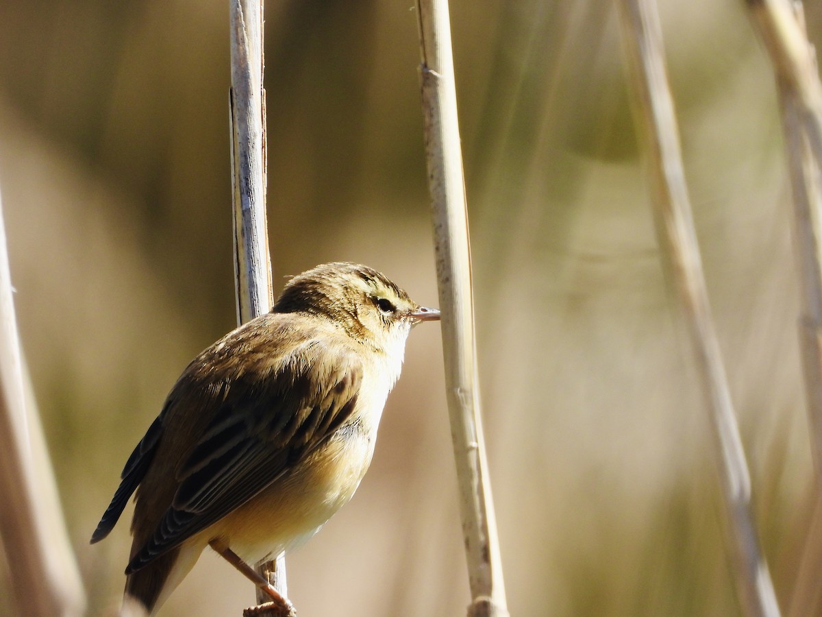 Sedge Warbler - Emil Johansson