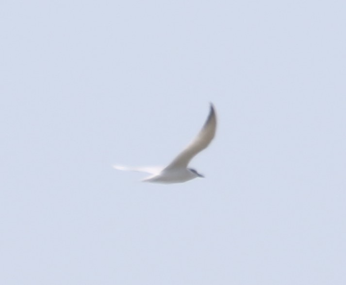 Gull-billed Tern - ML619406507