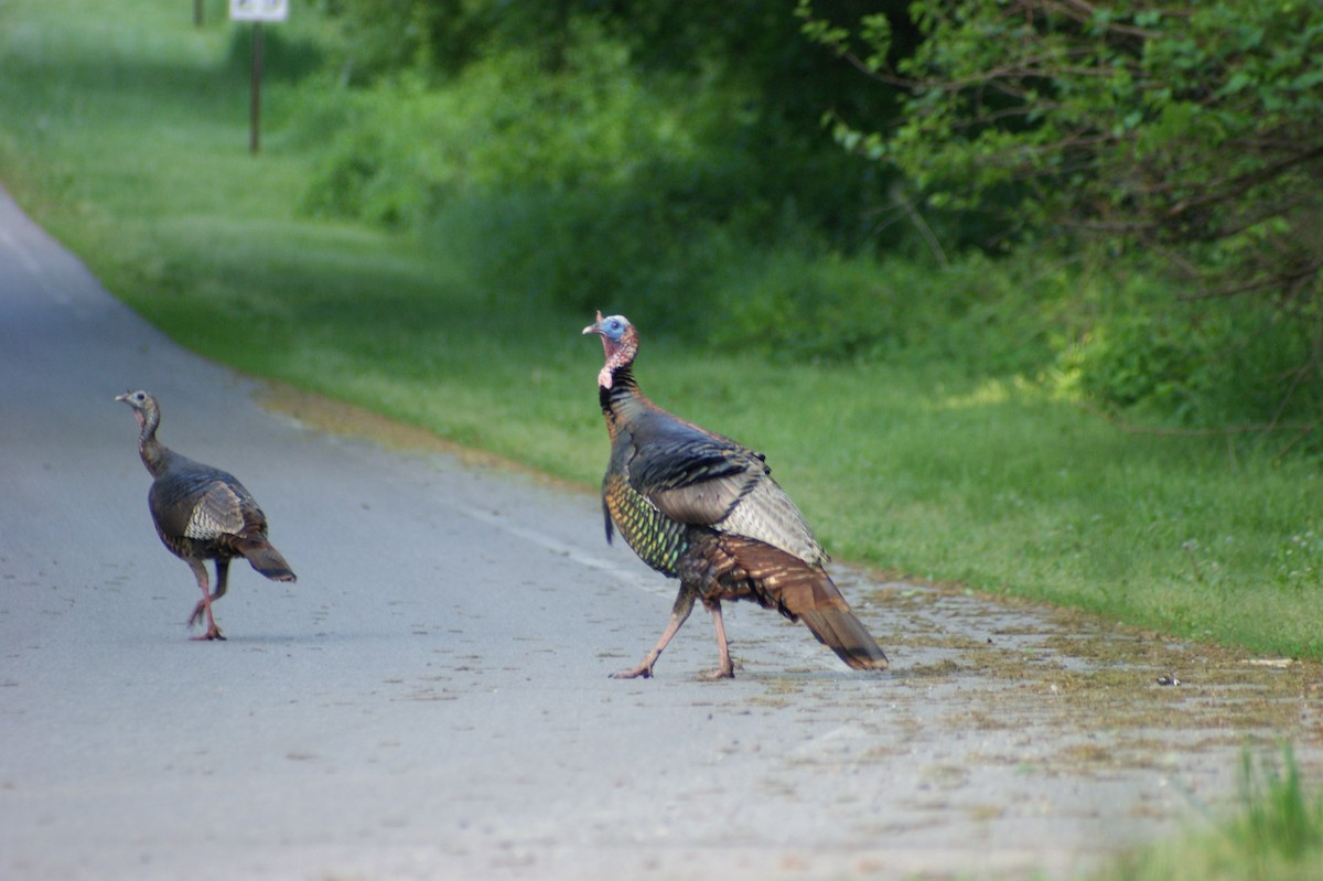 Wild Turkey - ML619406514