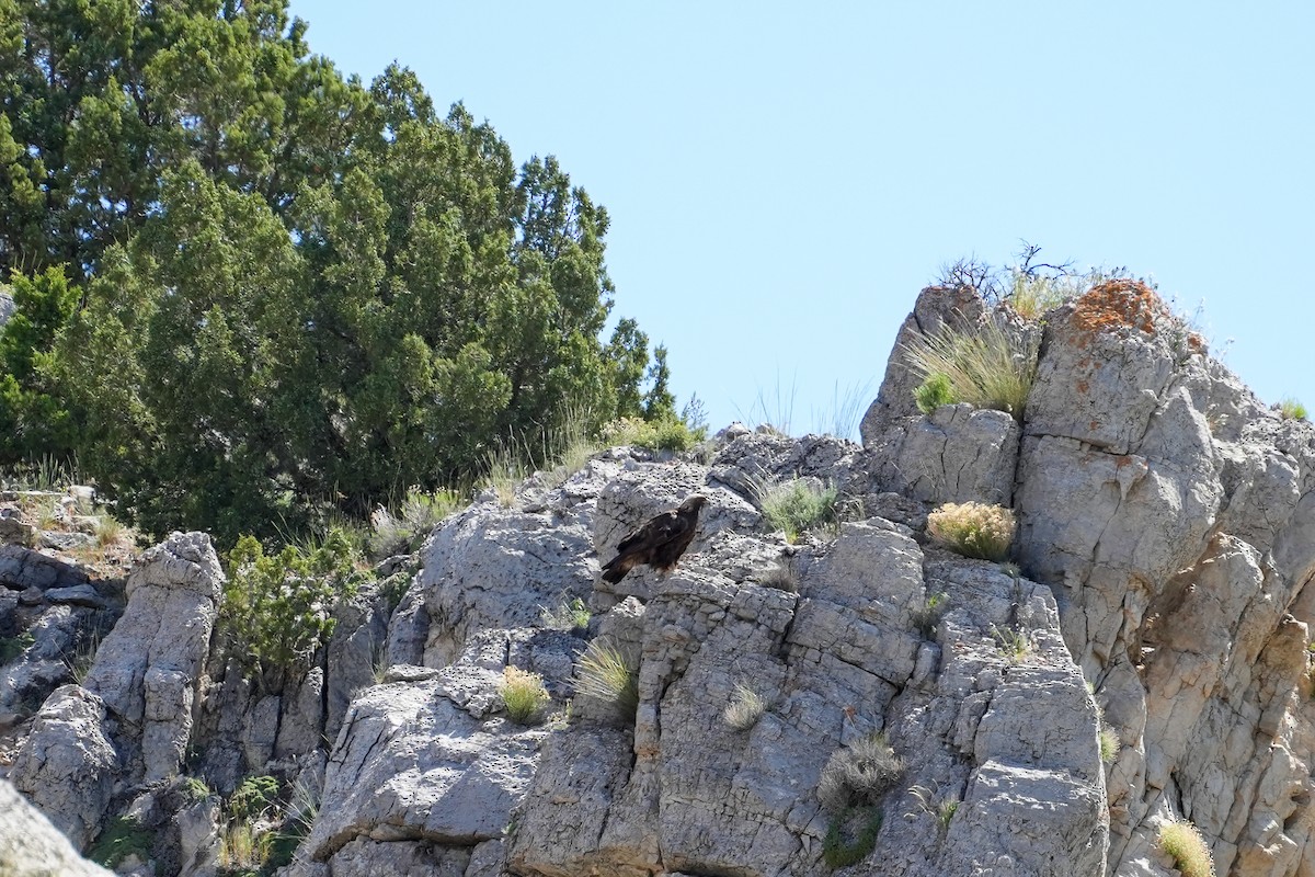 Golden Eagle - Patty Griffith