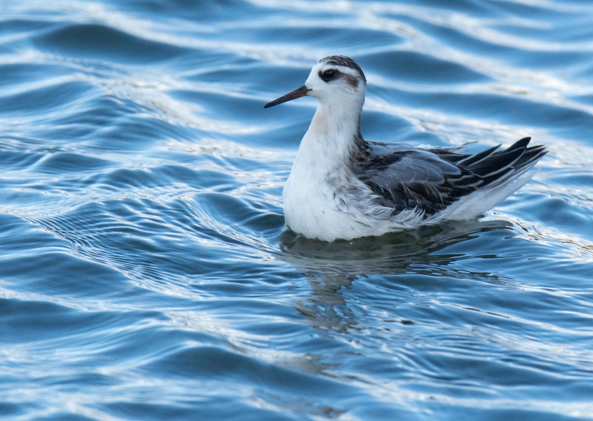 Red Phalarope - George Dunbar