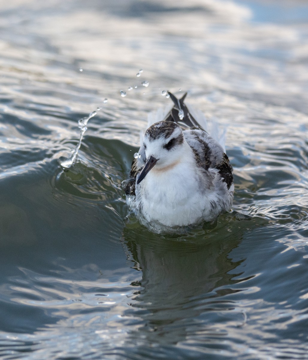 Red Phalarope - George Dunbar