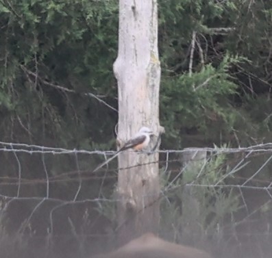 Scissor-tailed Flycatcher - Dawn Lloyd