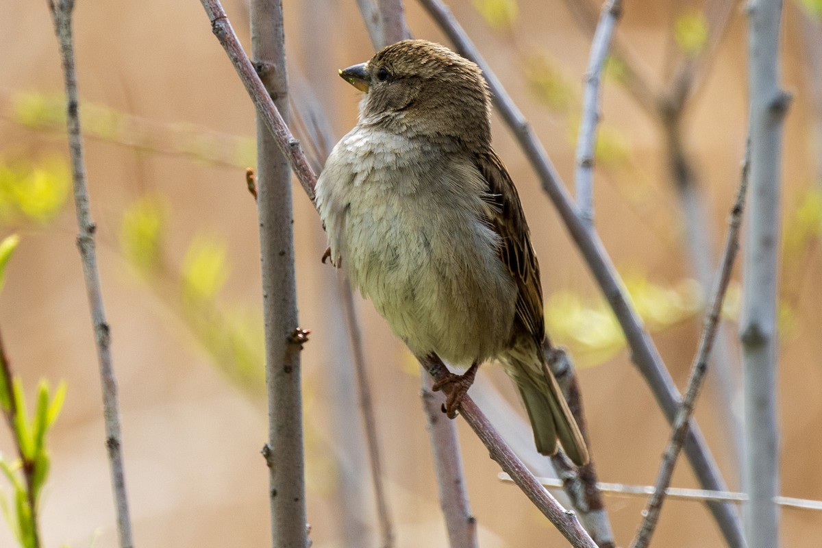 House Sparrow - Andrew Hart