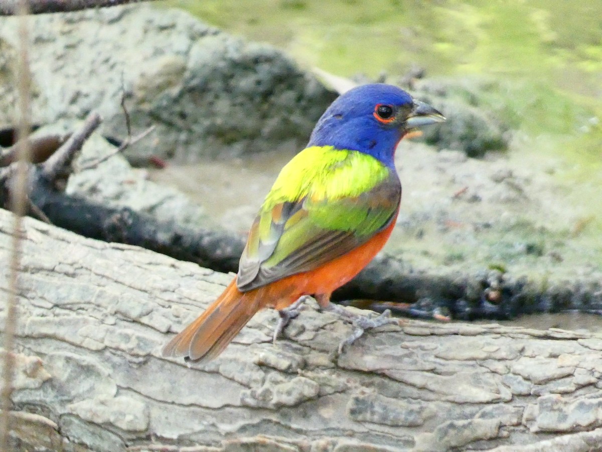 Painted Bunting - A L Frye