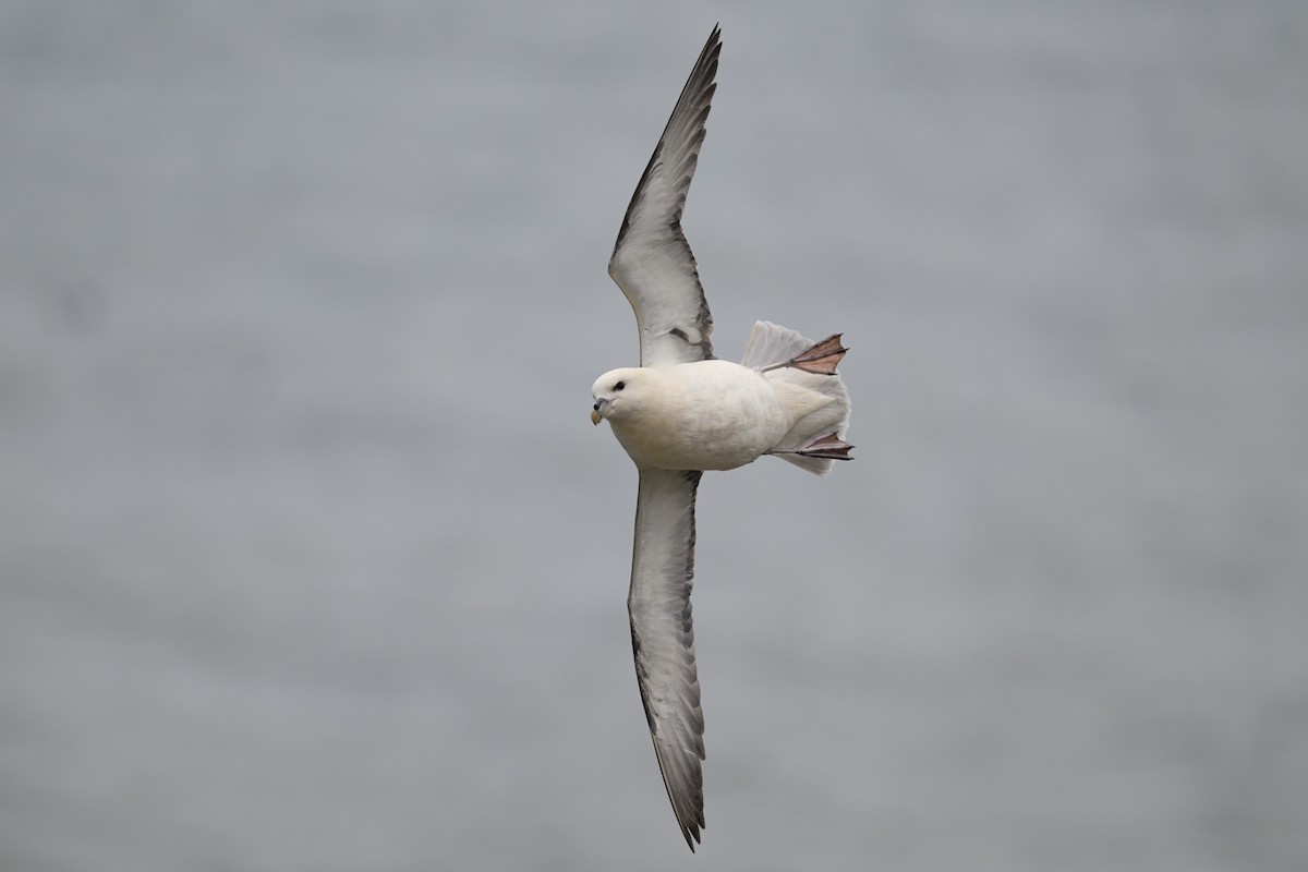 Northern Fulmar - Alan Wilkinson