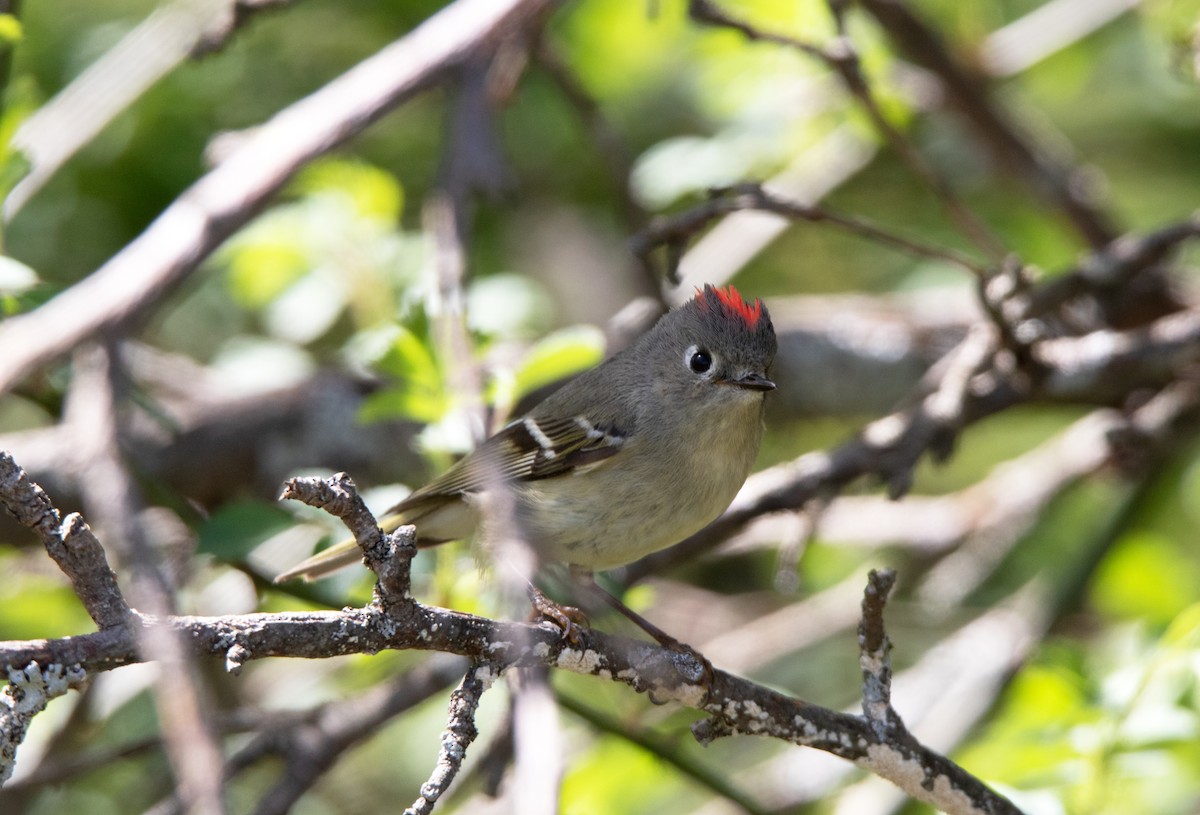 Ruby-crowned Kinglet - Annika Anderson