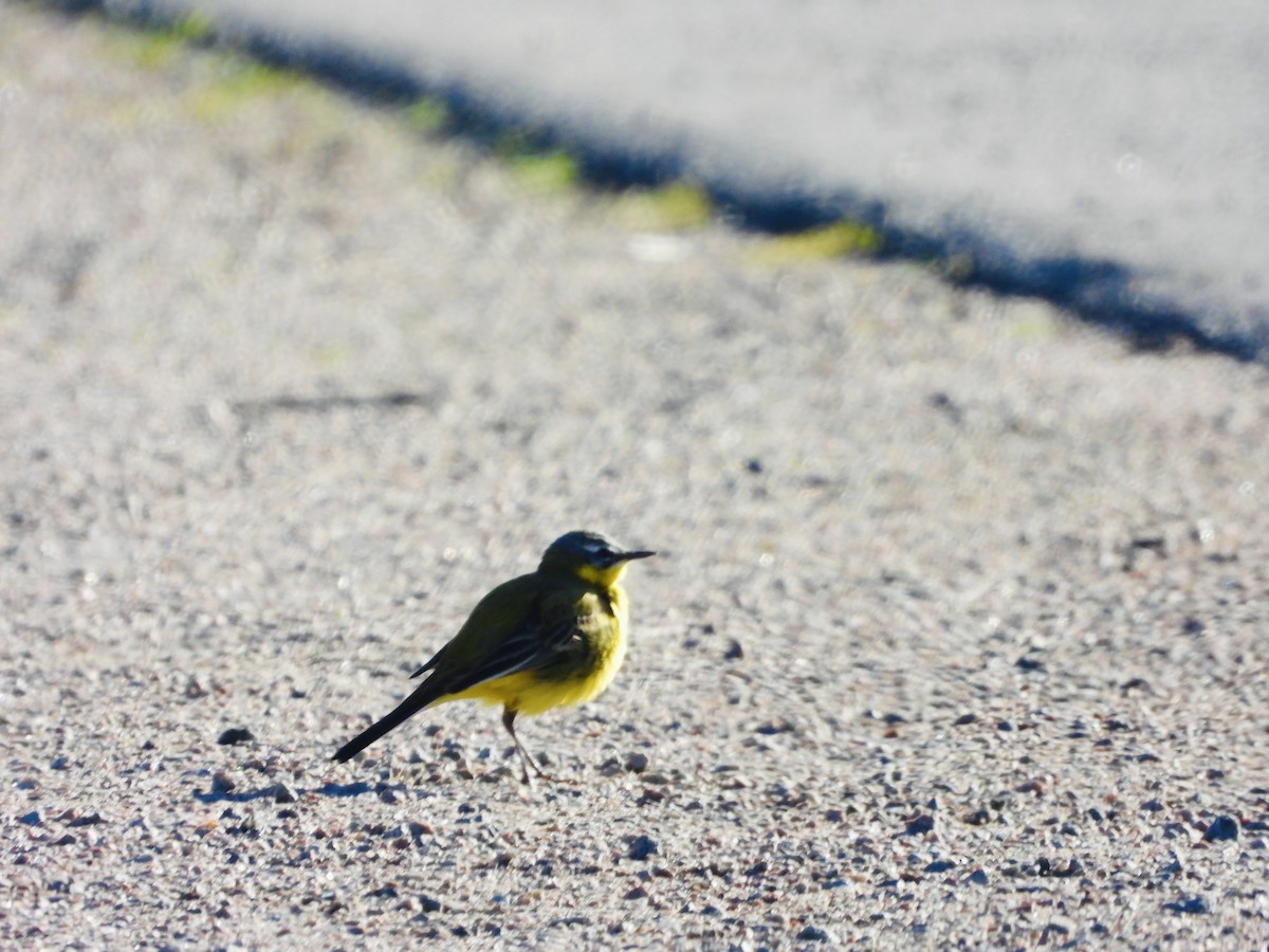 Western Yellow Wagtail - Emil Johansson