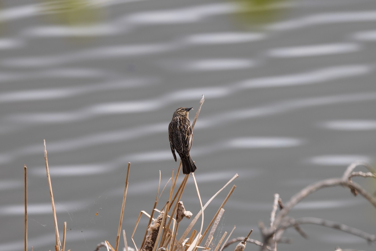 Red-winged Blackbird - Andrew Hart