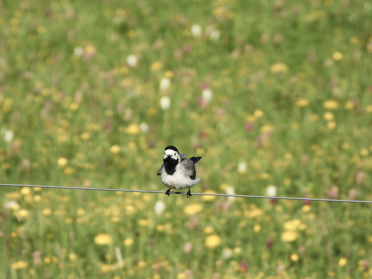 White Wagtail - Emil Johansson