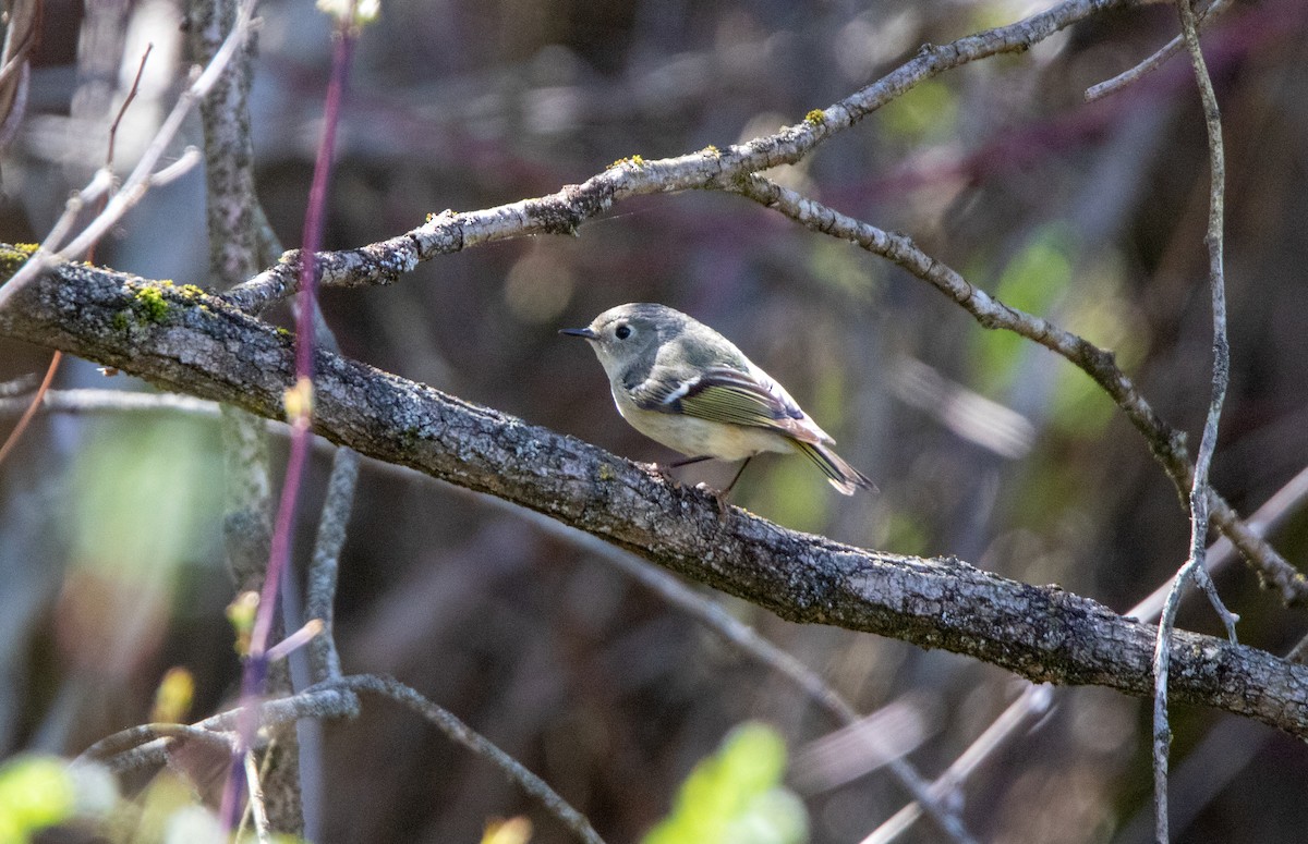 Ruby-crowned Kinglet - Annika Anderson