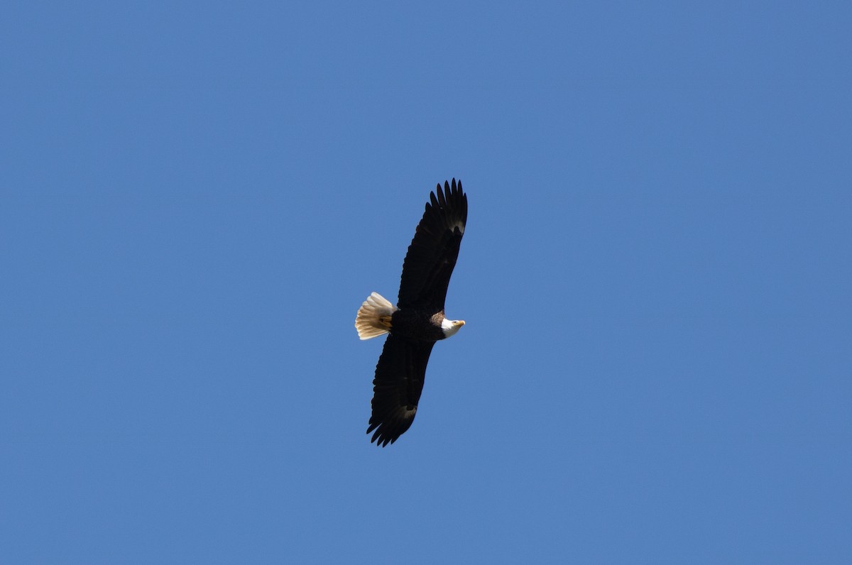 Bald Eagle - Annika Anderson