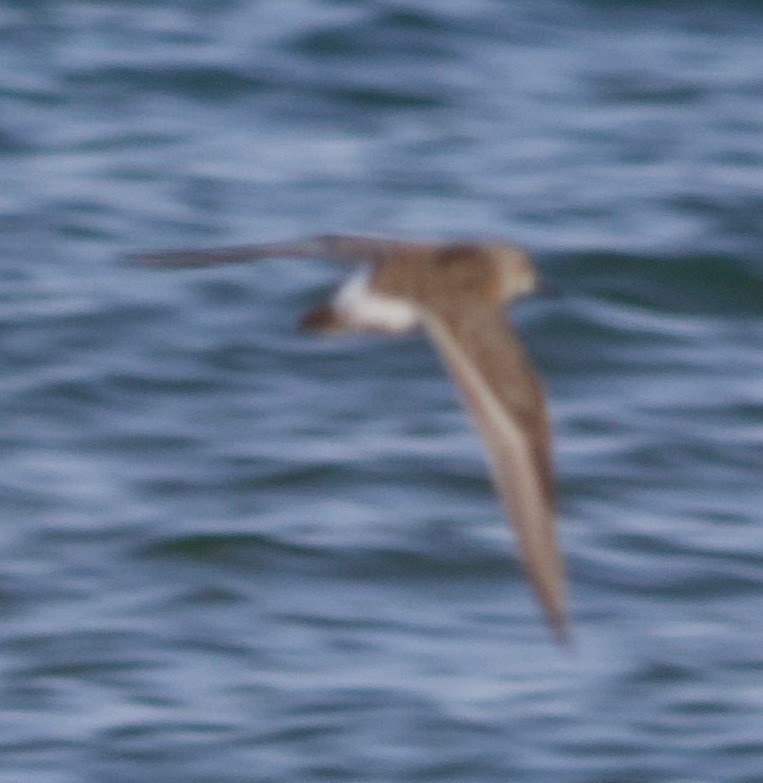 White-rumped Sandpiper - ML619406614