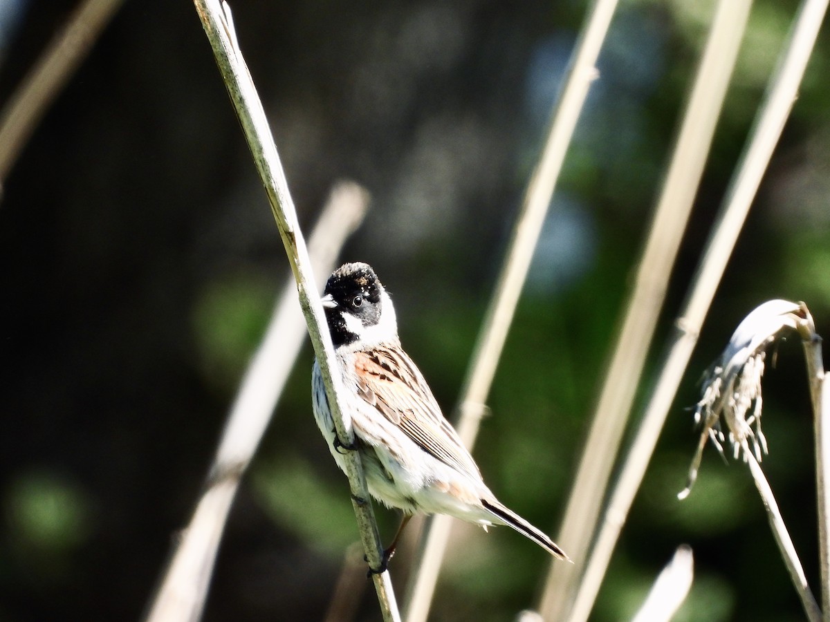 Reed Bunting - Emil Johansson