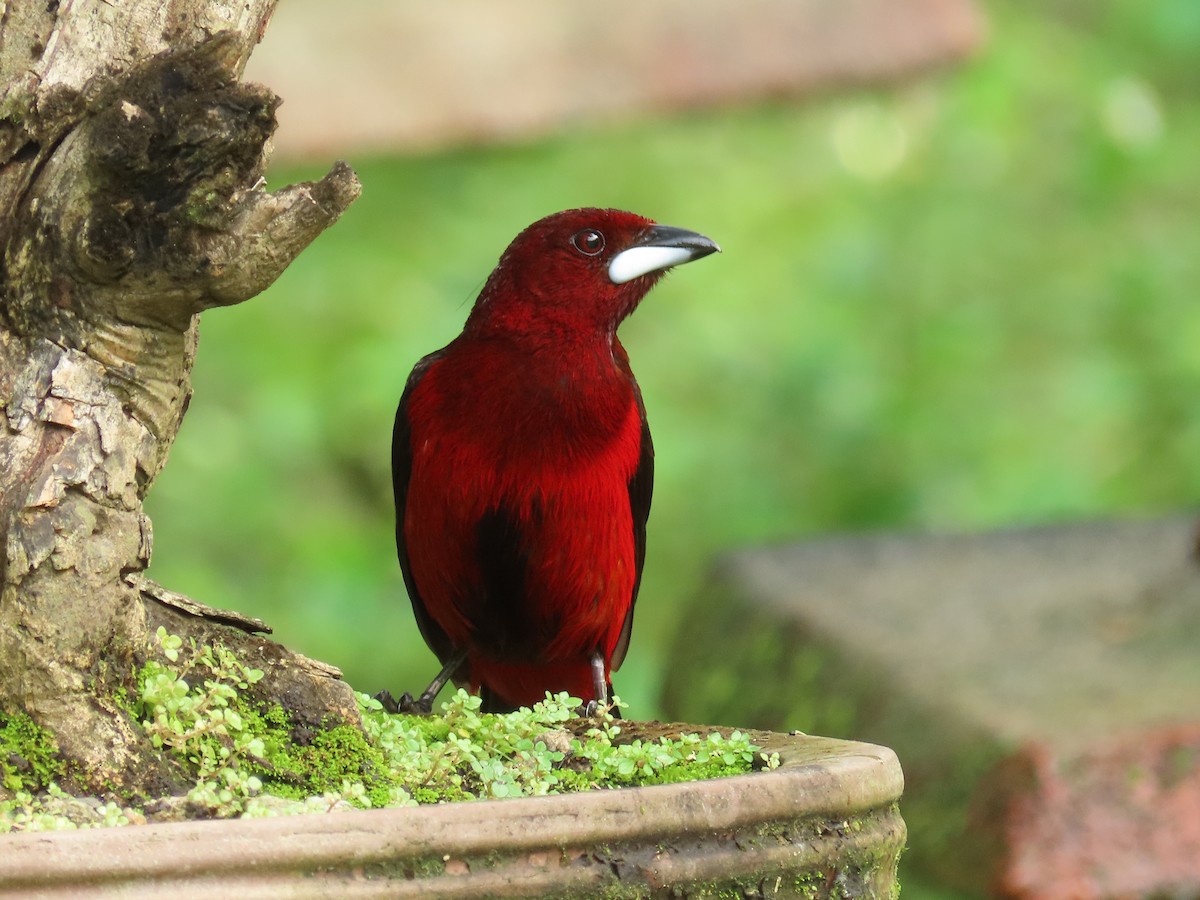 Crimson-backed Tanager - Gonzalo Millacet