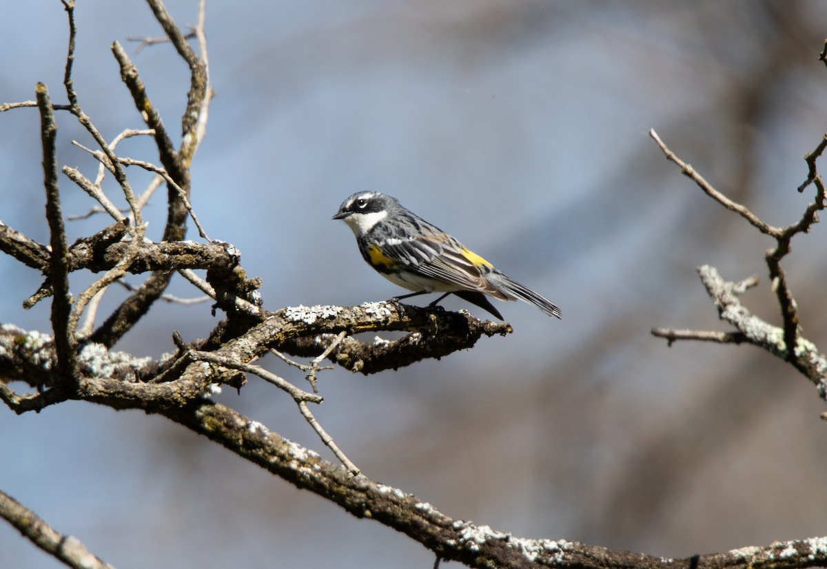 Yellow-rumped Warbler - Annika Anderson