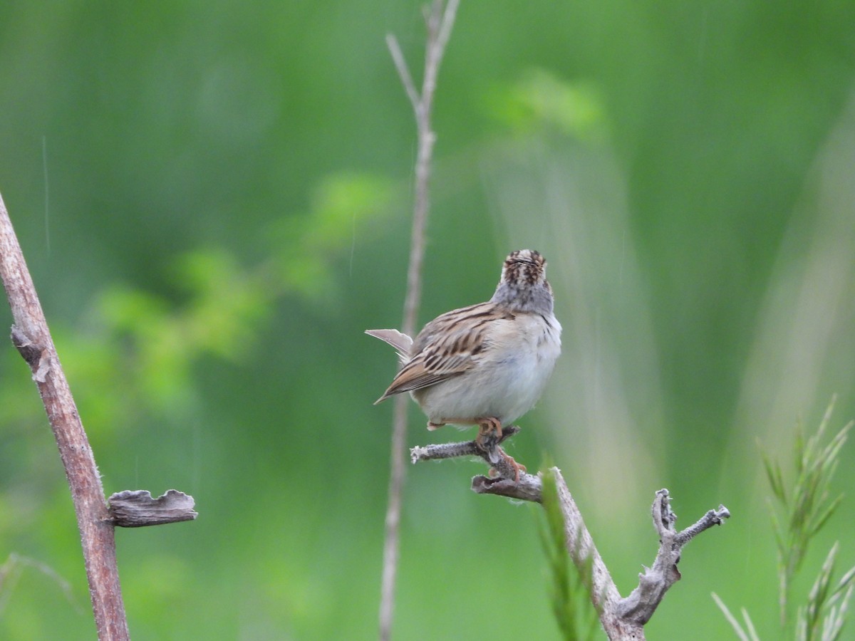 Clay-colored Sparrow - Monica Rose