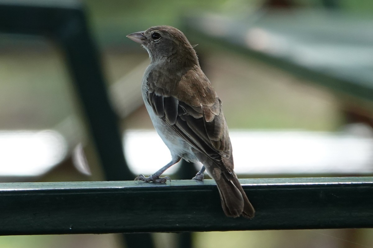 Yellow-spotted Bush Sparrow - Jo Ellen Floer